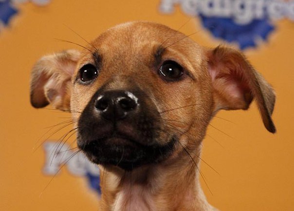 Calvin, Puppy Bowl