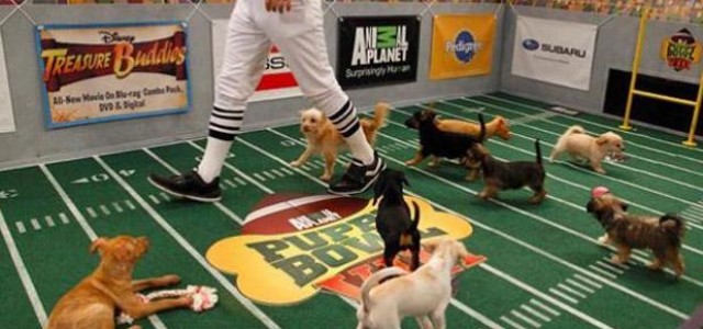 2014 Puppy Bowl Preview