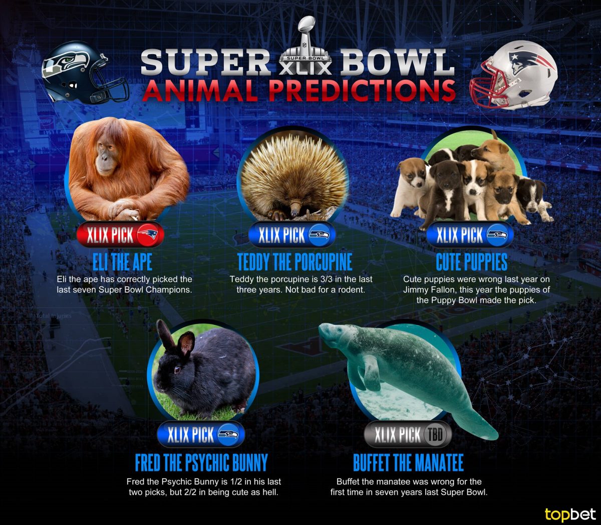 2015 Super Bowl Animal Picks and Predictions