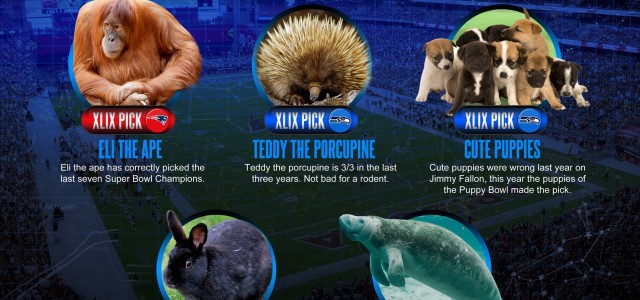 2015 Super Bowl Animal Picks and Predictions