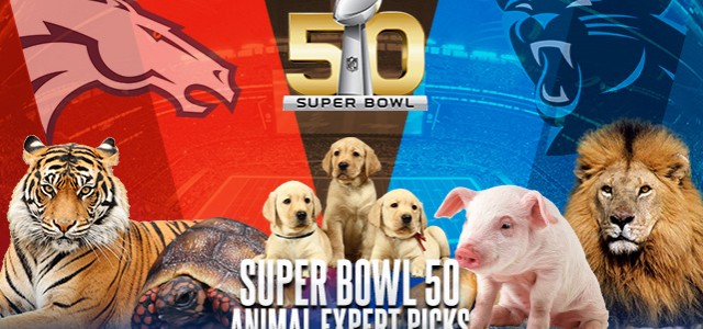 NFL Super Bowl 50 Animal Expert Picks & Predictions 2016