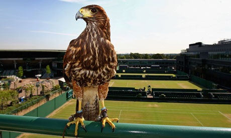 Wimbledon Rufus the hawk