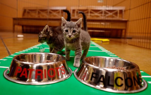 Kittens from La Russa's Animal Rescue Foundation