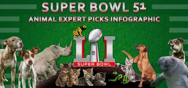 Super Bowl 51 Animal Expert Predictions and Picks