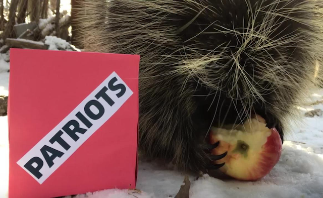 Animal Super Bowl Predictions Porcupine 2018