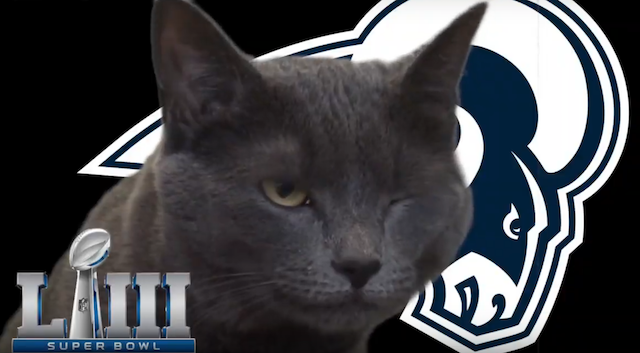 Animal Super Bowl Predictions and Picks 2019 Cass the Cat Super Bowl 53