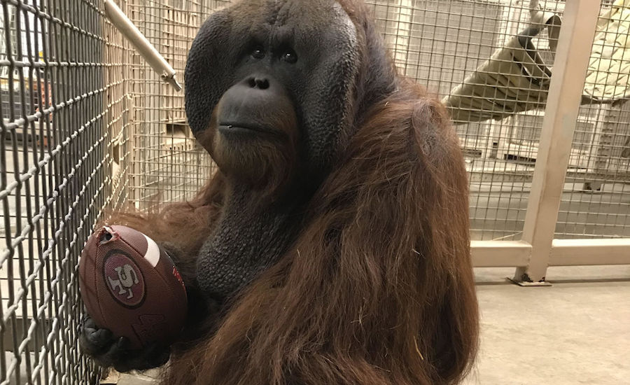 Animal Super Bowl Picks 2020 - Tal the Orangutan