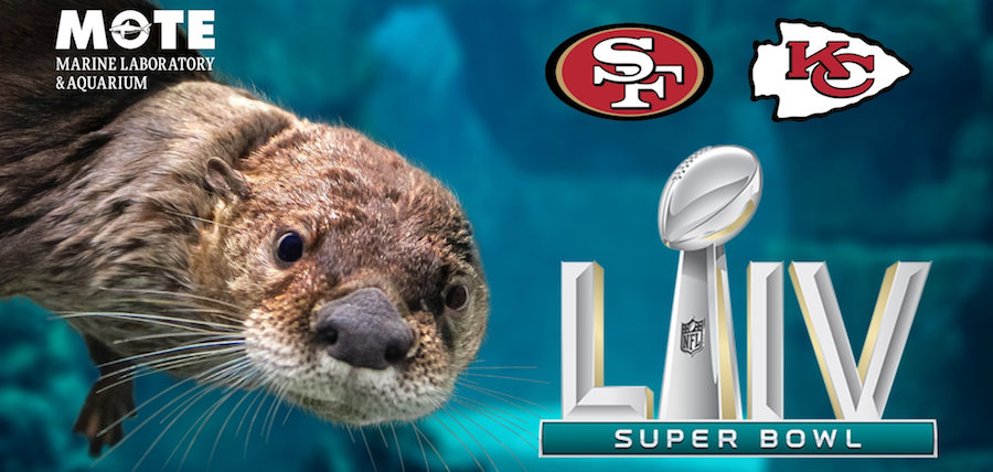 Animal Super Bowl Predictions 2020 - Otters