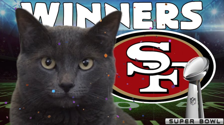 Animal Super Bowl Predictions and Picks 2020 Cass the Cat