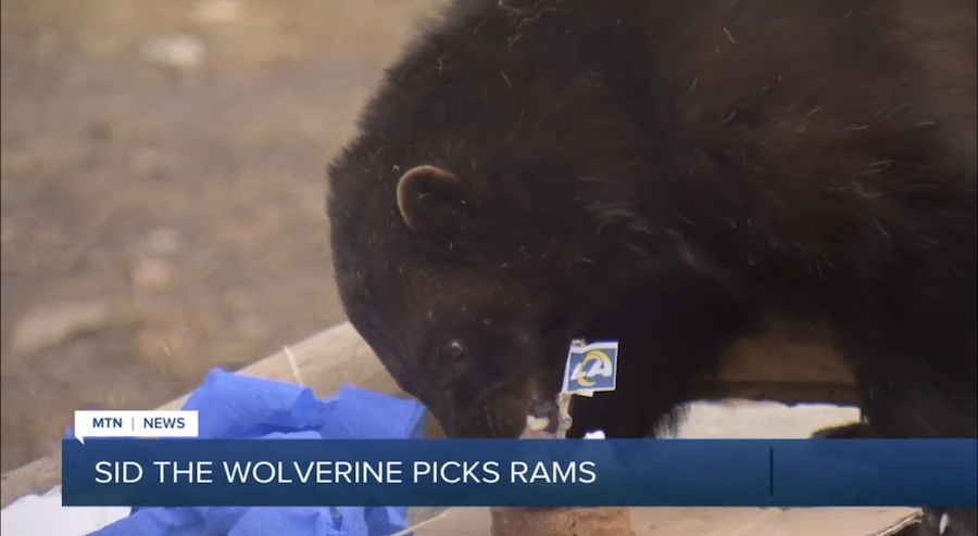 Puppies Predict the Winner of Super Bowl LVI  The Tonight Show Starring  Jimmy Fallon 